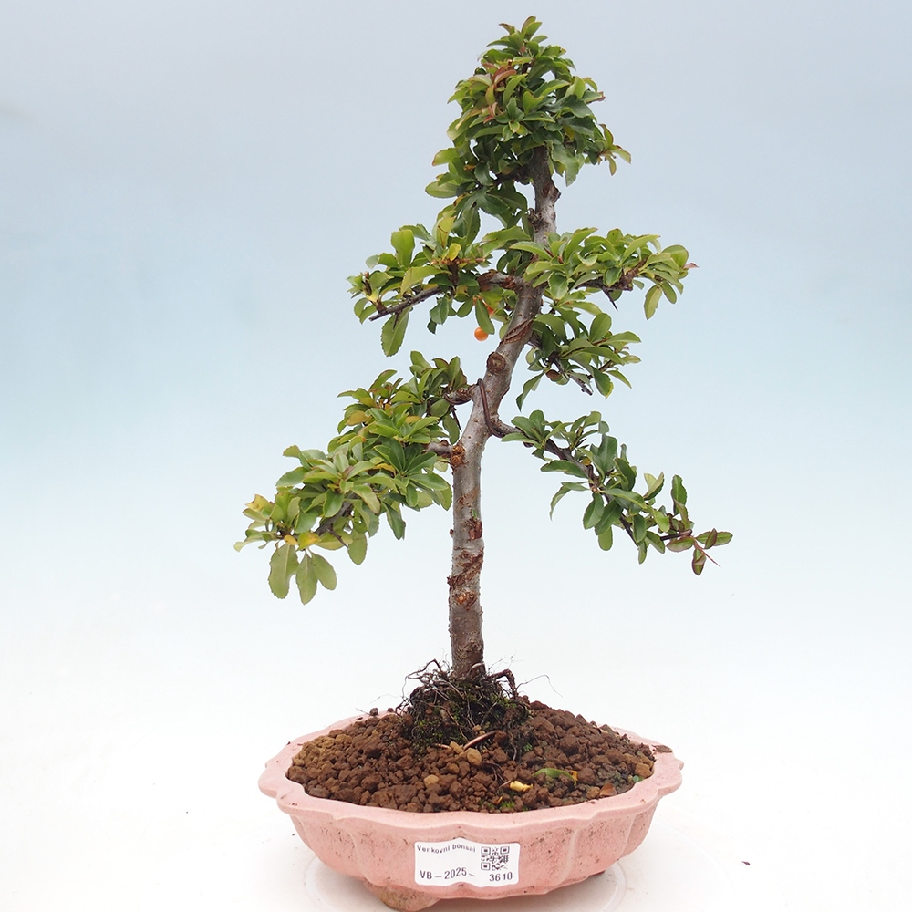 Outdoor bonsai-Pyracantha Teton -Hlox