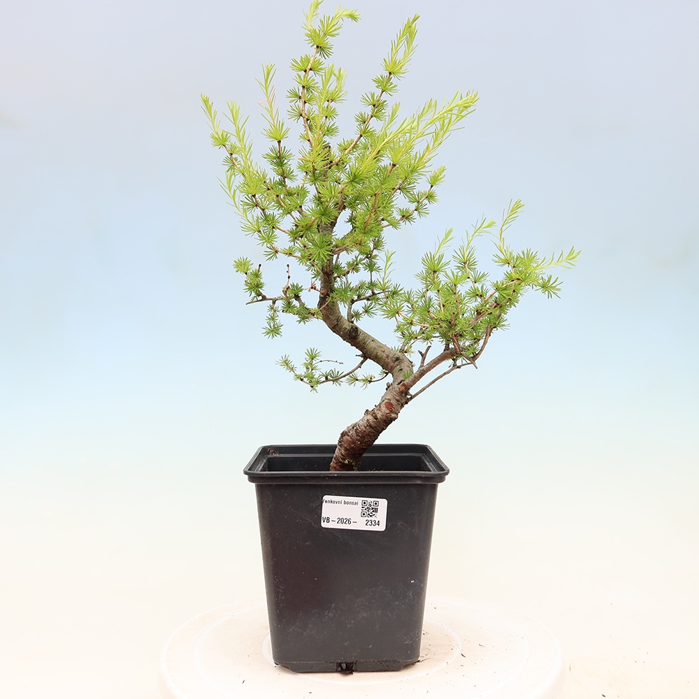 Bonsai zewnętrzne - Larix decidua - Modrzew