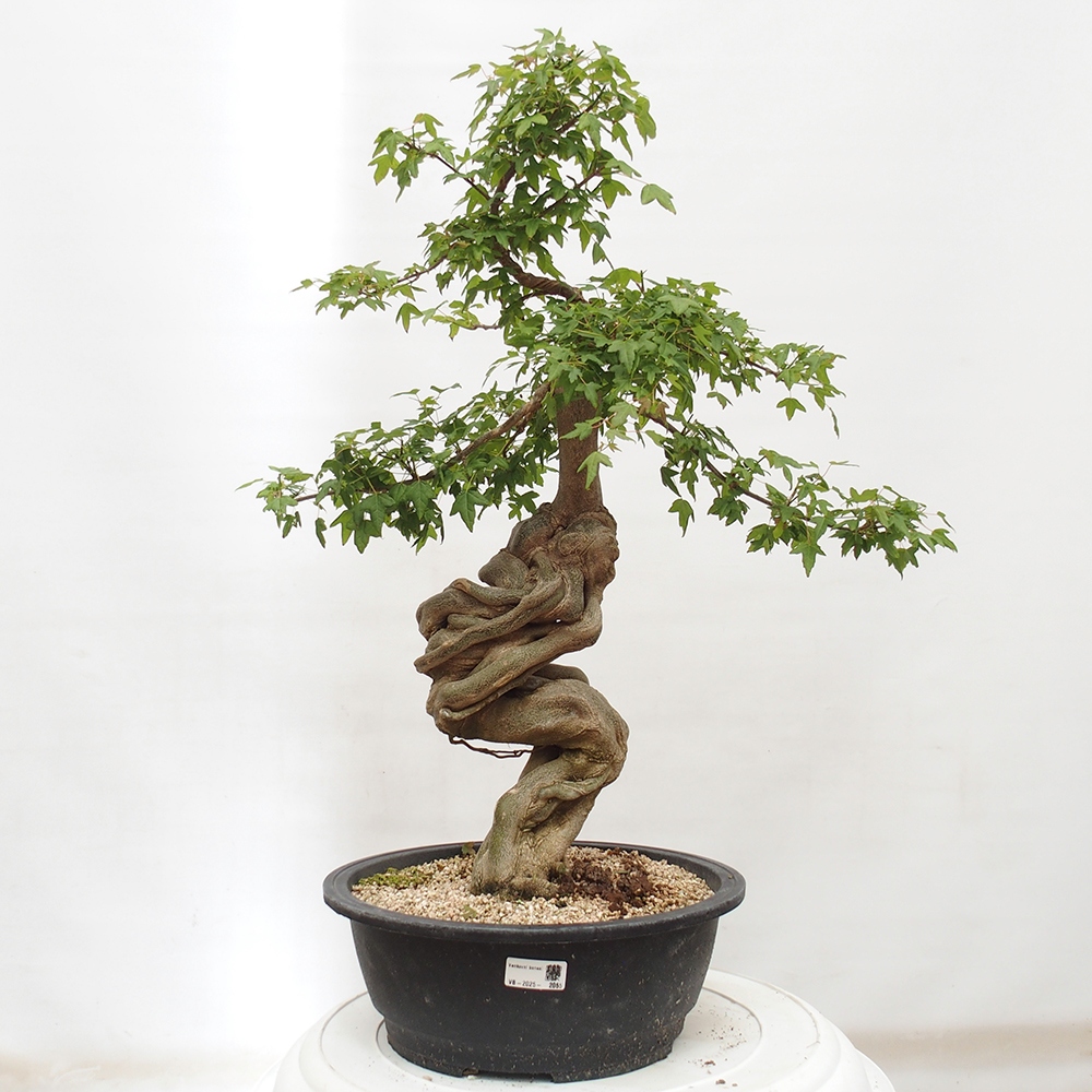 Outdoor bonsai - Maple Buergerianum - Burger Maple