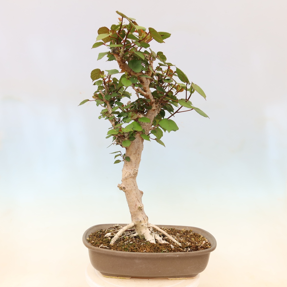 Bonsai domowe - Hibiscus tiliaceus - Hibiskus morski