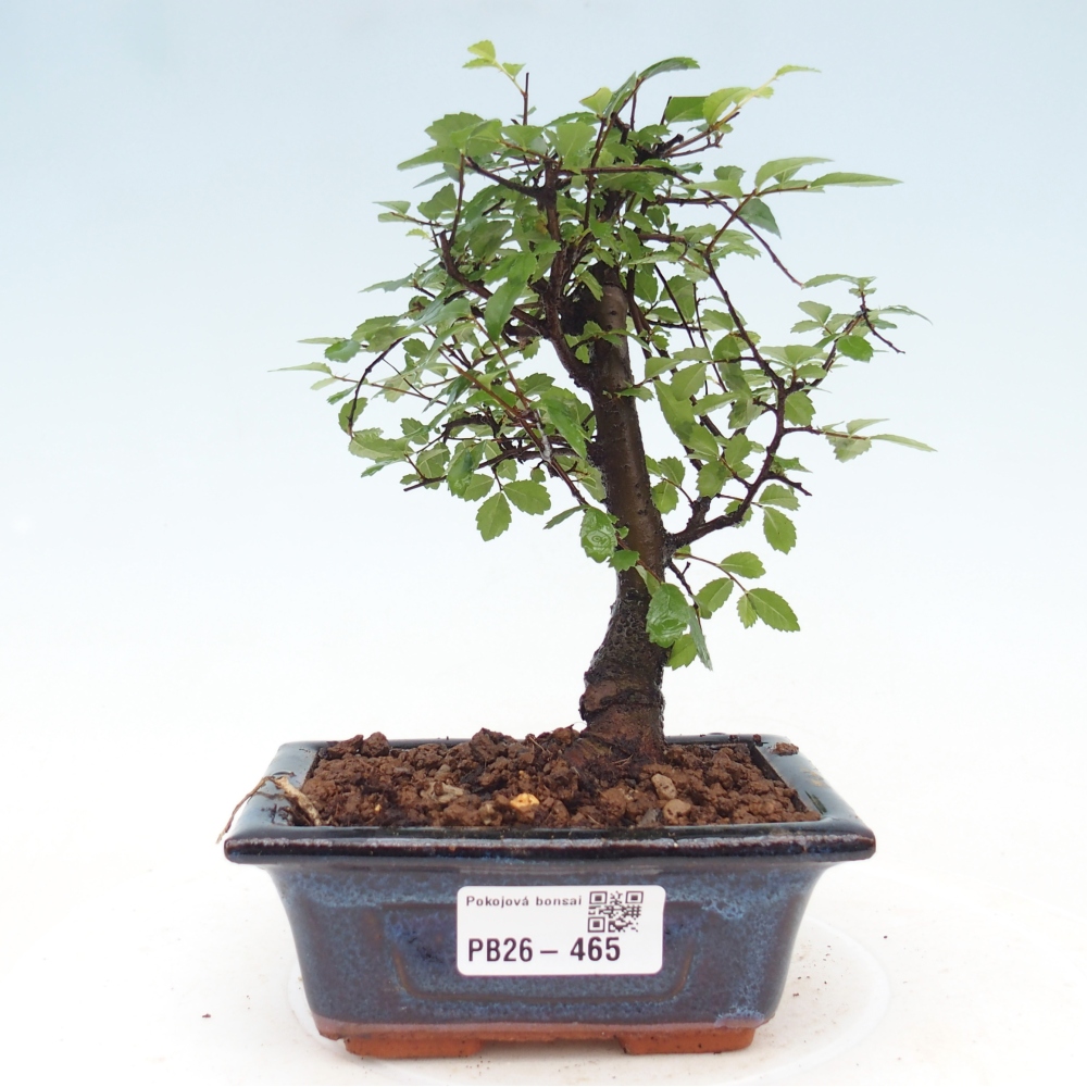 Pokój bonsai - Ulmus parvifolia - Wiąz drobnolistny