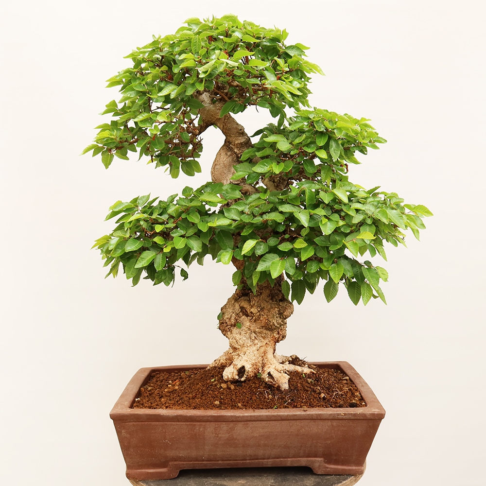 Bonsai plenerowe - Carpinus Coreana - grab koreański