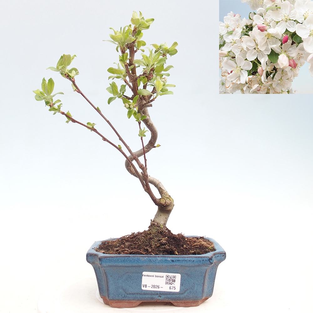 Outdoor bonsai - Malus halliana - Jabłoń drobnoowocowa