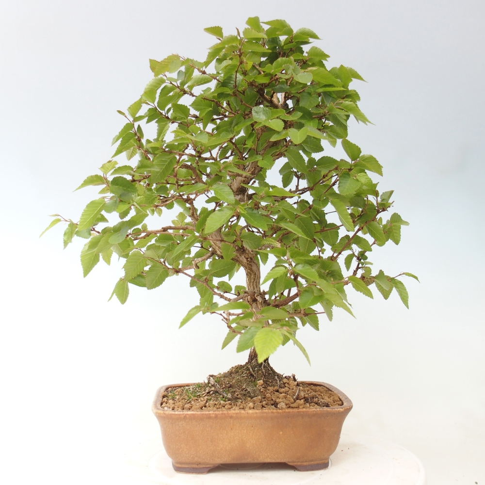 Outdoor bonsai - Carpinus CARPINOIDES - grab koreański