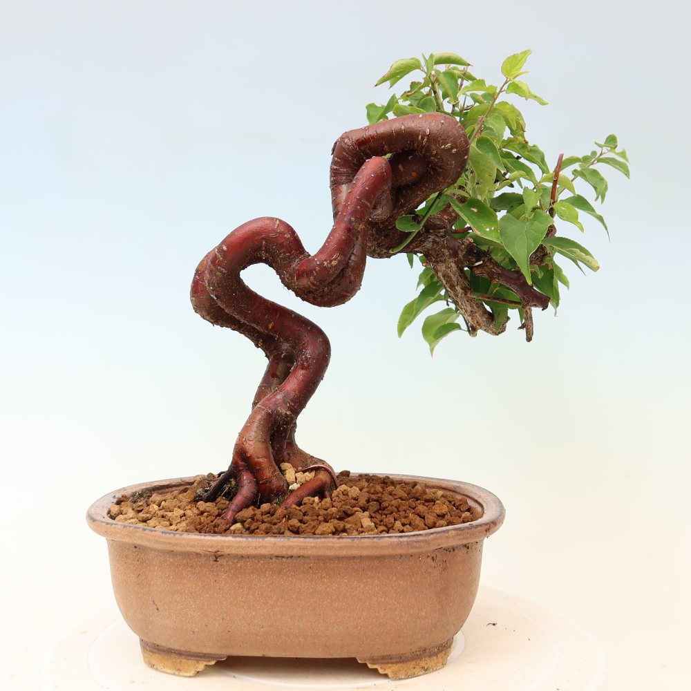 Bonsai ogrodowe – japońska śliwka – Prunus Mume