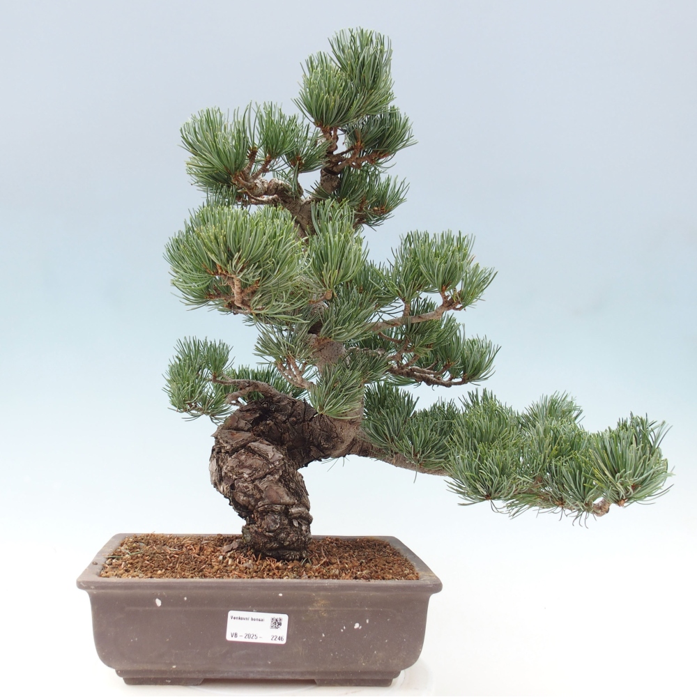 Outdoor bonsai - Pinus parviflora - Mała sosna
