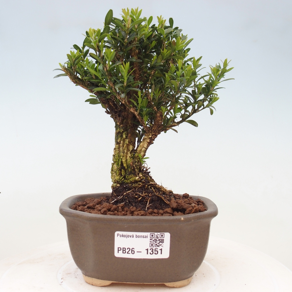 Pokój bonsai - Buxus harlandii - buxus korkowy
