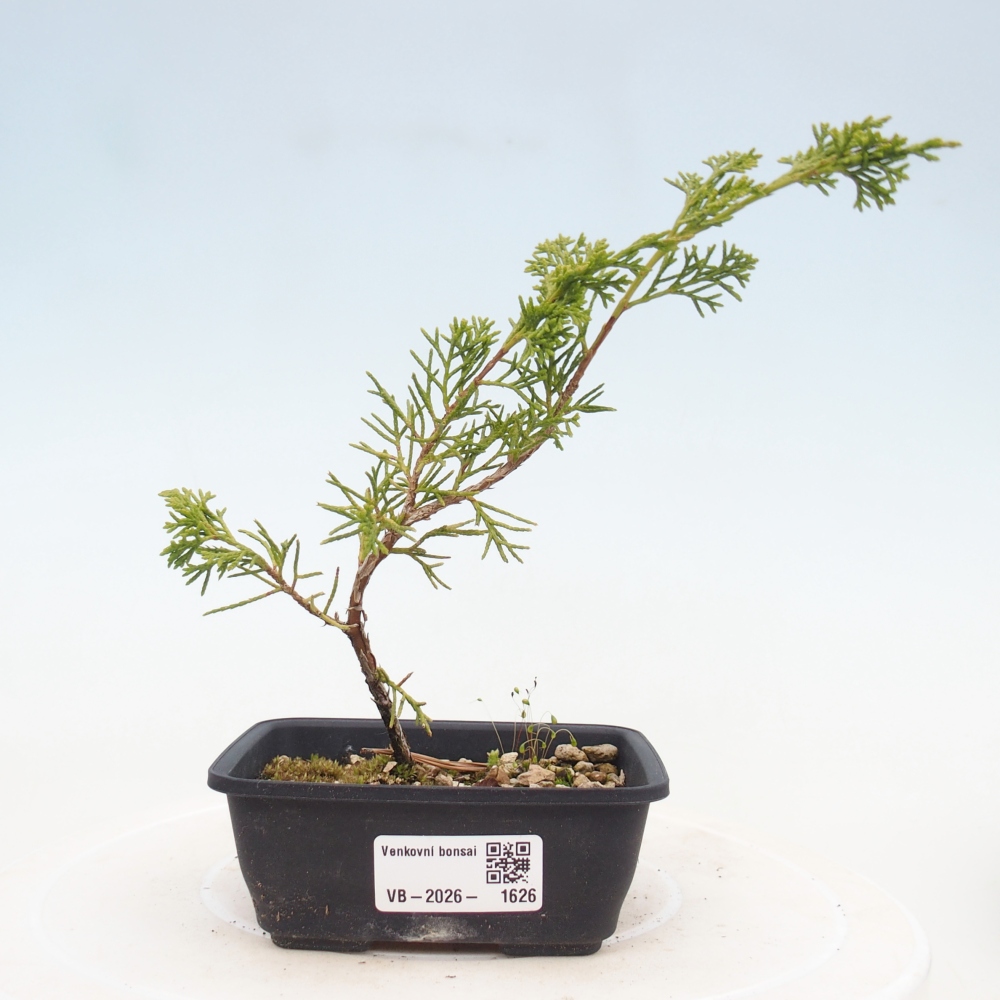 Outdoor bonsai - Juniperus chinensis Itoigawa