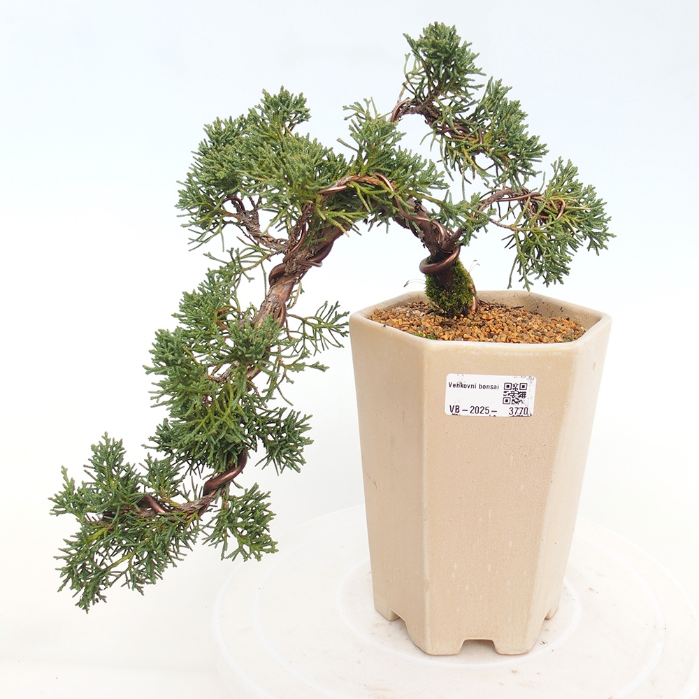 Outdoor bonsai - Juniperus chinensis Kishu