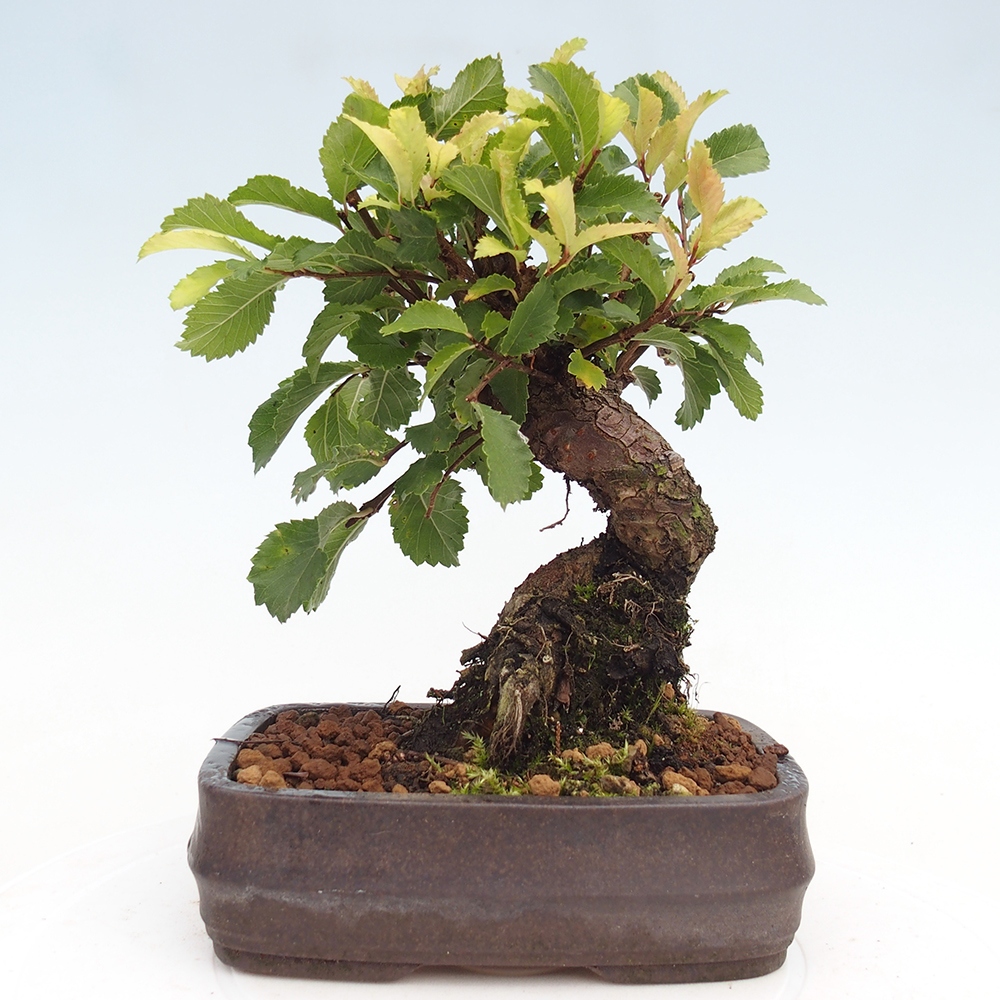 Bonsai zewnętrzne - Zelkova - Zelkova NIRE