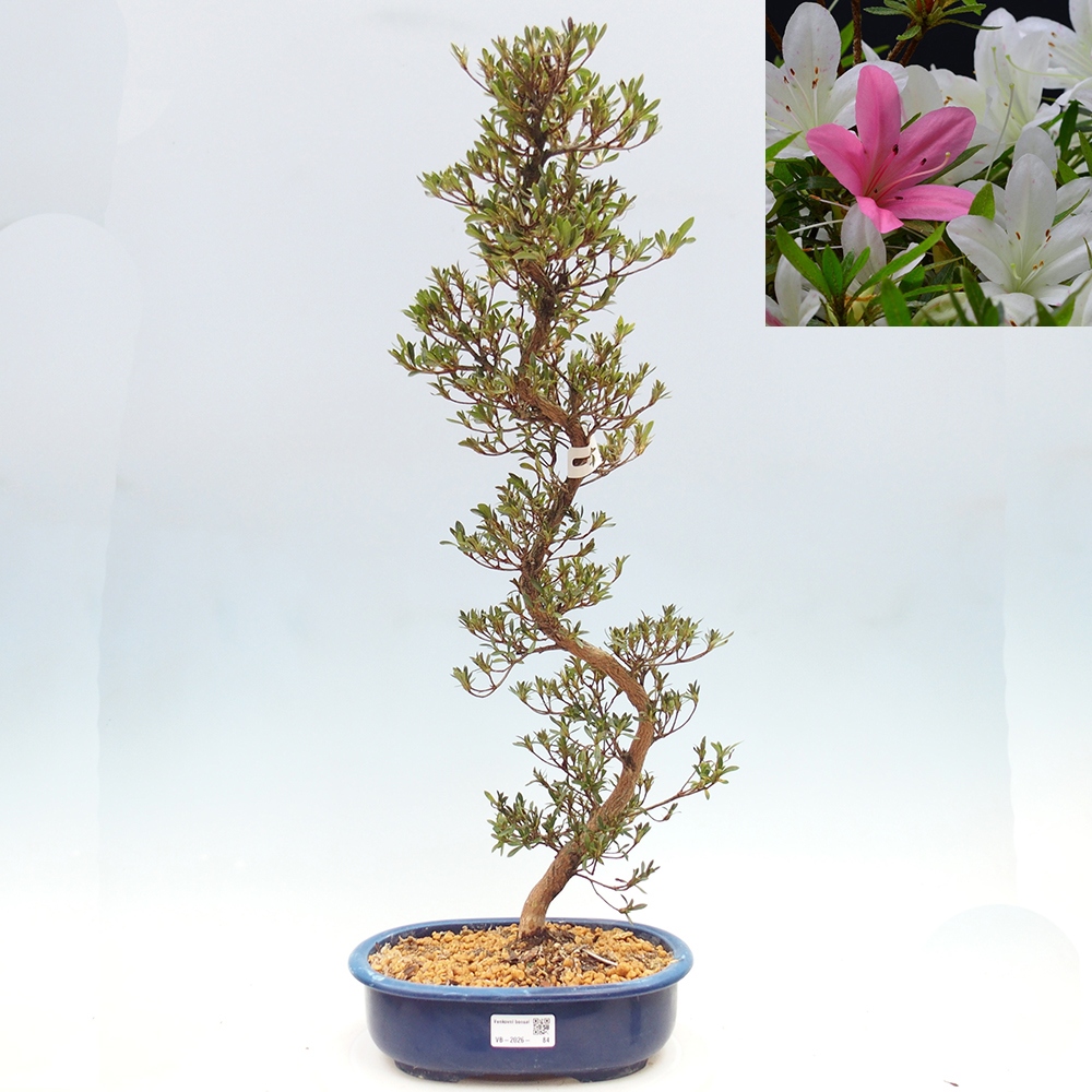 Bonsai zewnętrzne - Azalia japońska - Azalia Hakurin