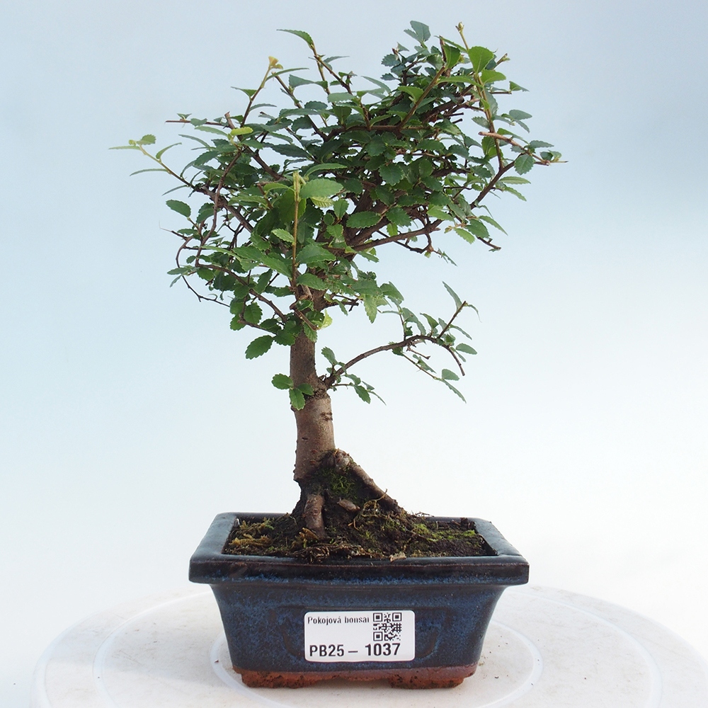 Bonsai wewnętrzne - Ulmus parvifolia - Wiąz drobnolistny