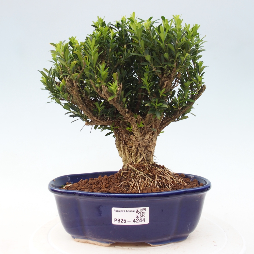 Pokój bonsai - Buxus harlandii - buxus korkowy