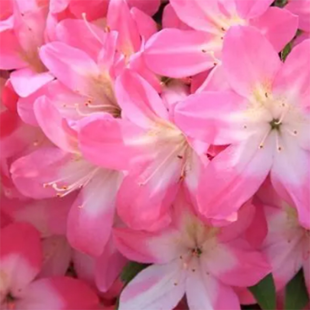 Bonsai zewnętrzne - Azalia japońska - Azalia Akari