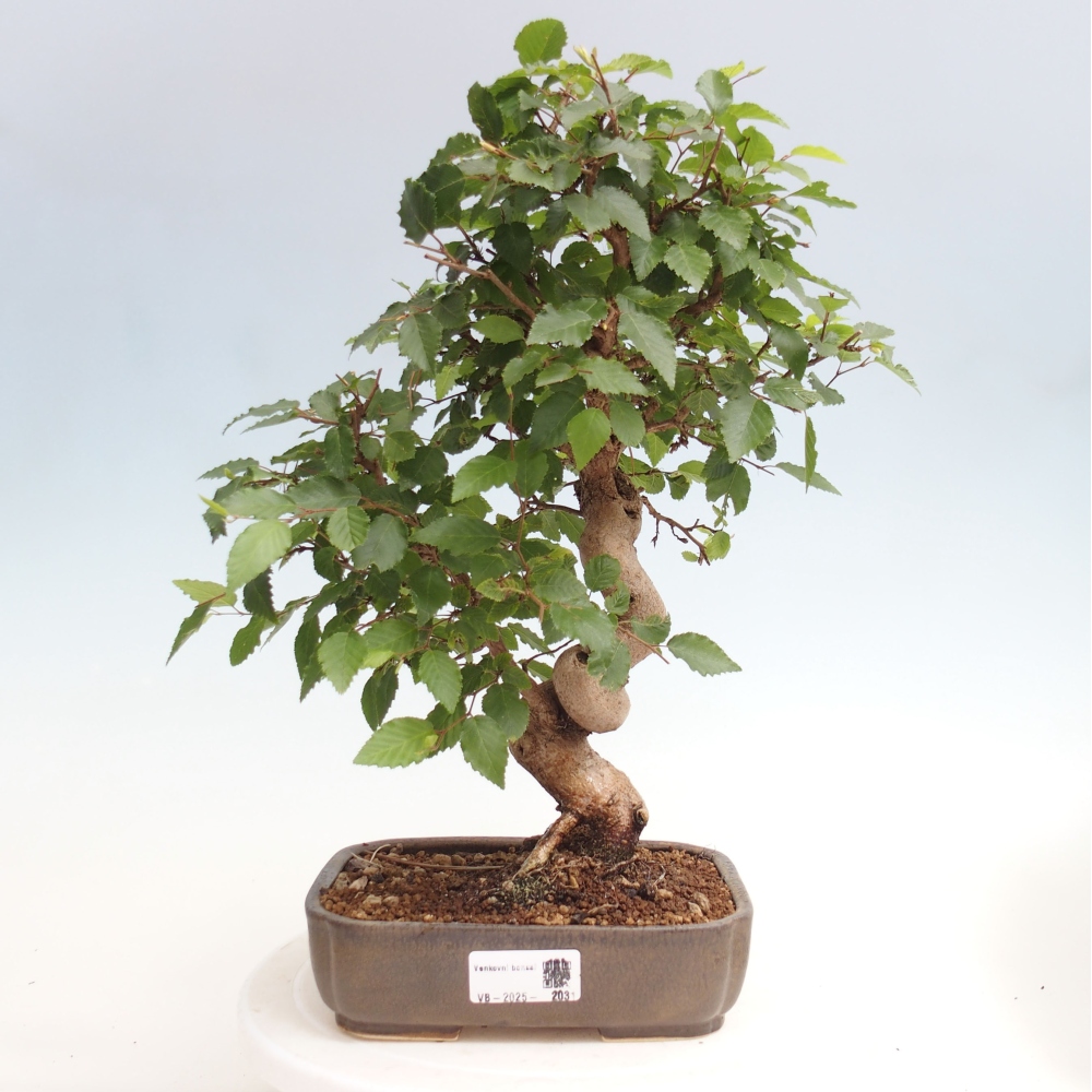Bonsai zewnętrzne -Carpinus CARPINOIDES - grab koreański
