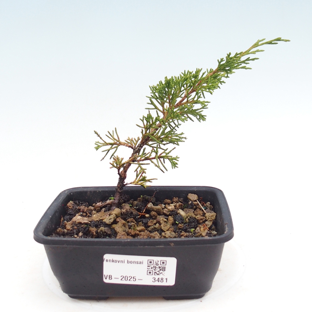 Outdoor bonsai - Juniperus chinensis Itoigawa
