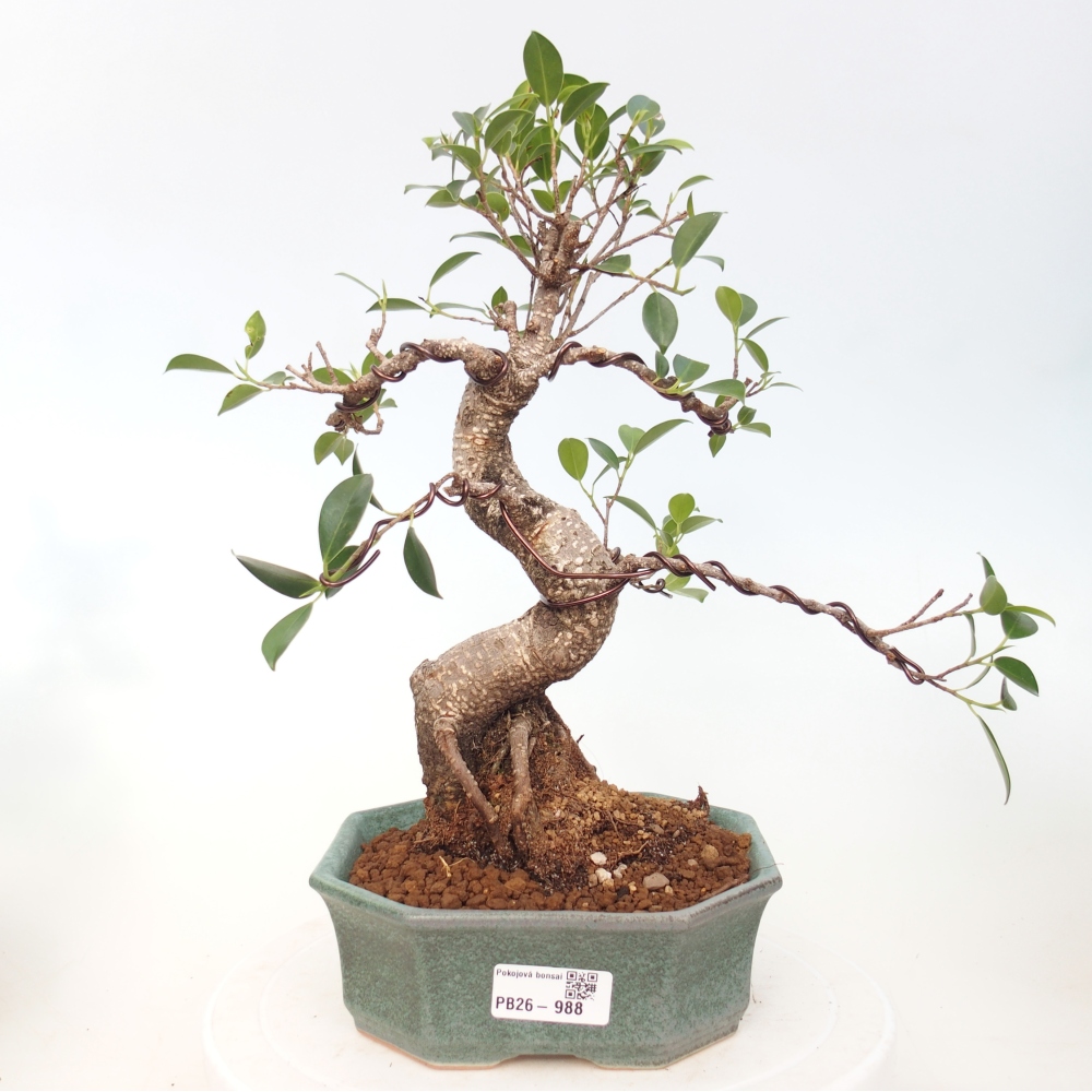 Pokój bonsai - Ficus retusa - figowiec drobnolistny
