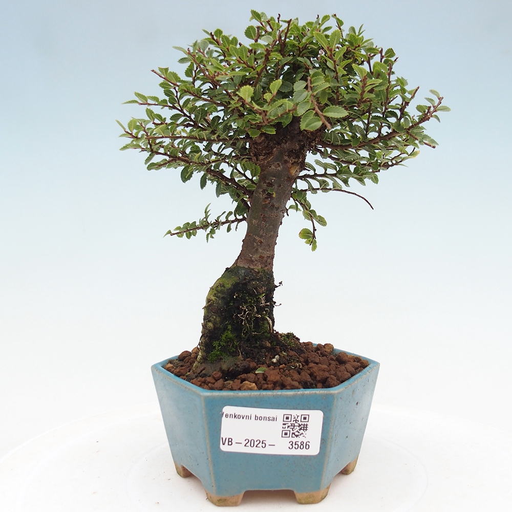 Bonsai zewnętrzne - Ulmus parvifolia Hokkaido - wiąz chiński