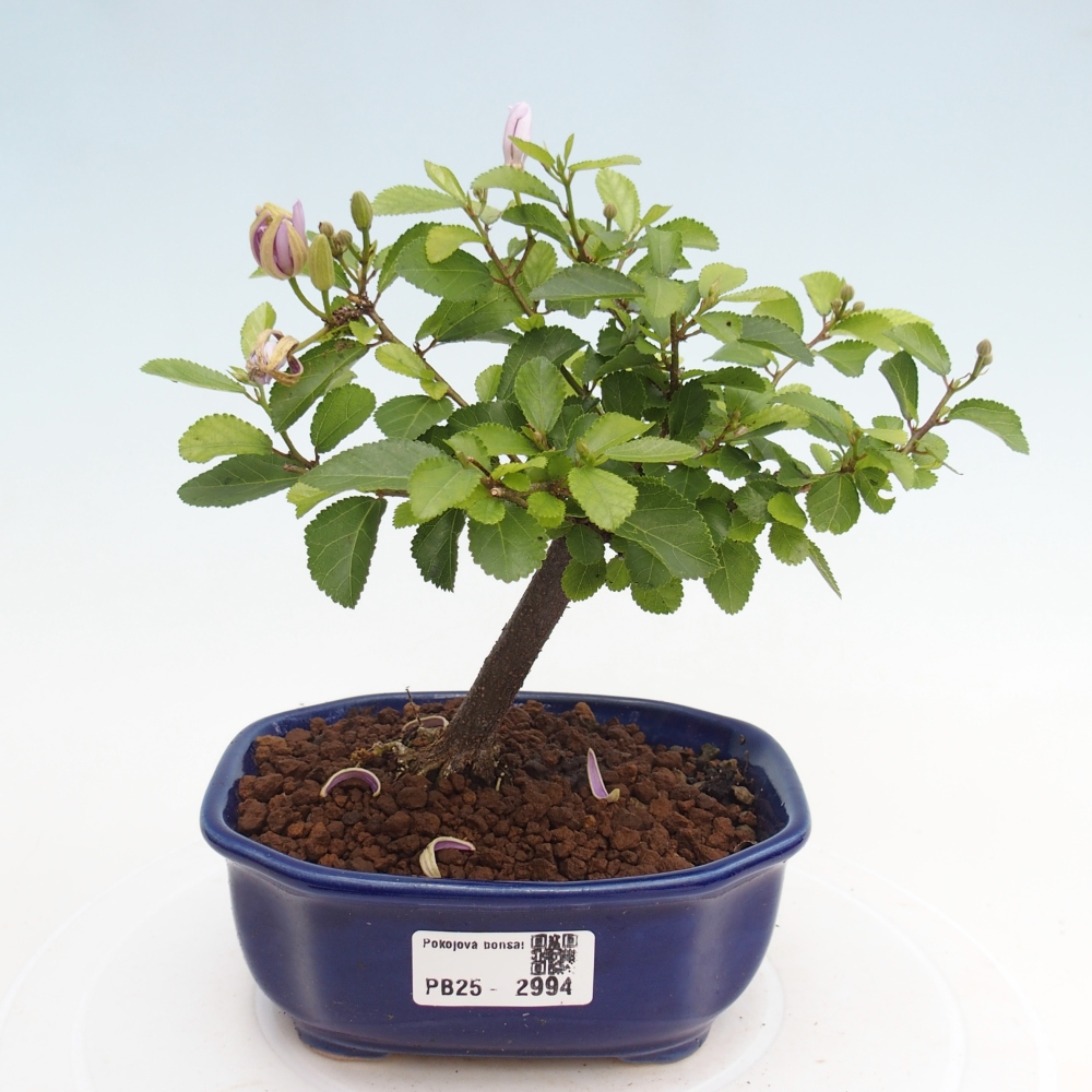 Kryty bonsai - Grewia occidentalis - Lawendowa gwiazda