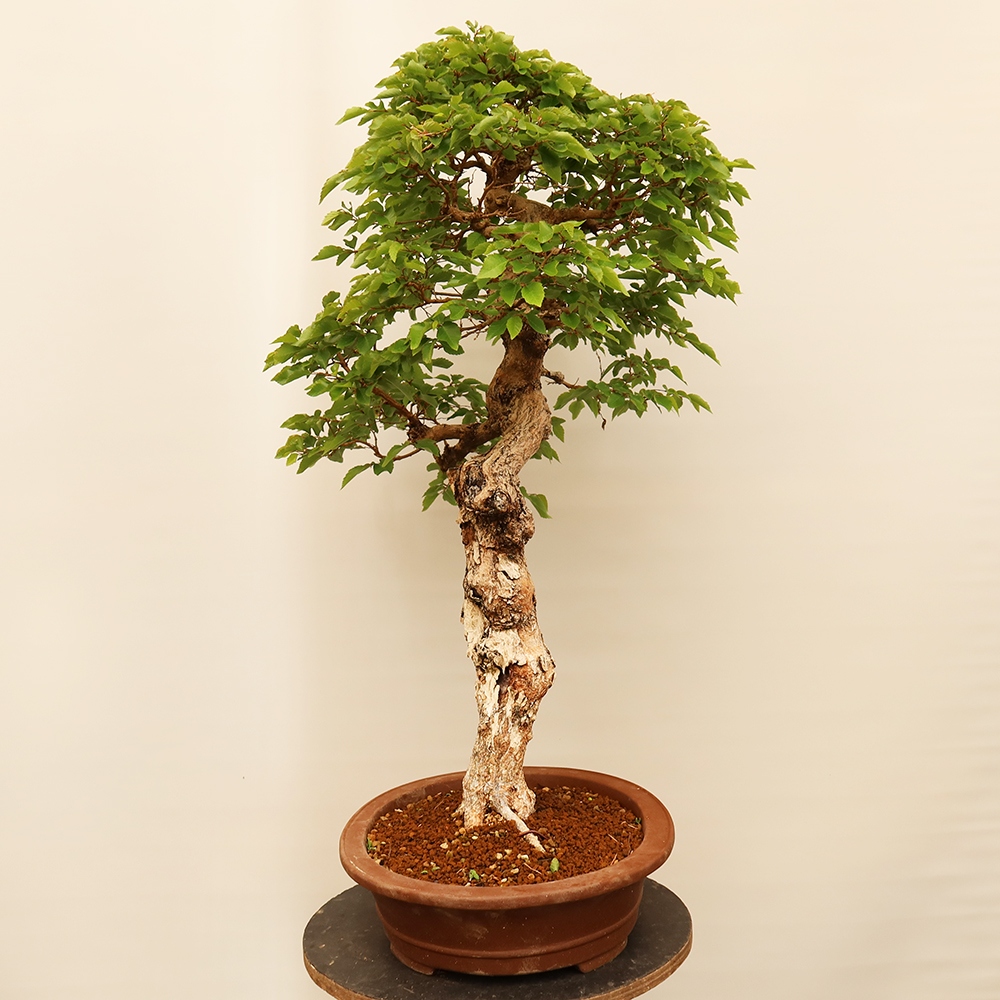 Bonsai plenerowe - Carpinus Coreana - grab koreański