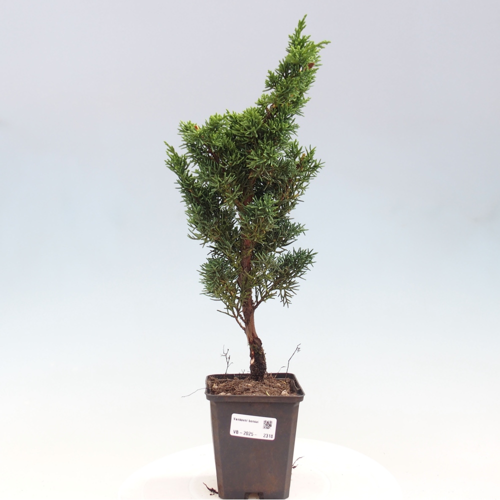 Outdoor bonsai - Juniperus chinensis Kishu - chiński jałowiec