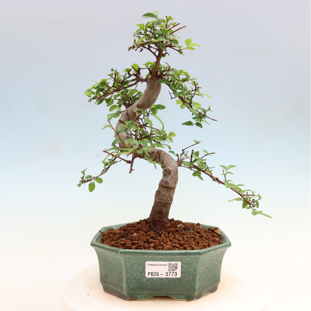 Pokój bonsai - Ulmus parvifolia - Wiąz drobnolistny
