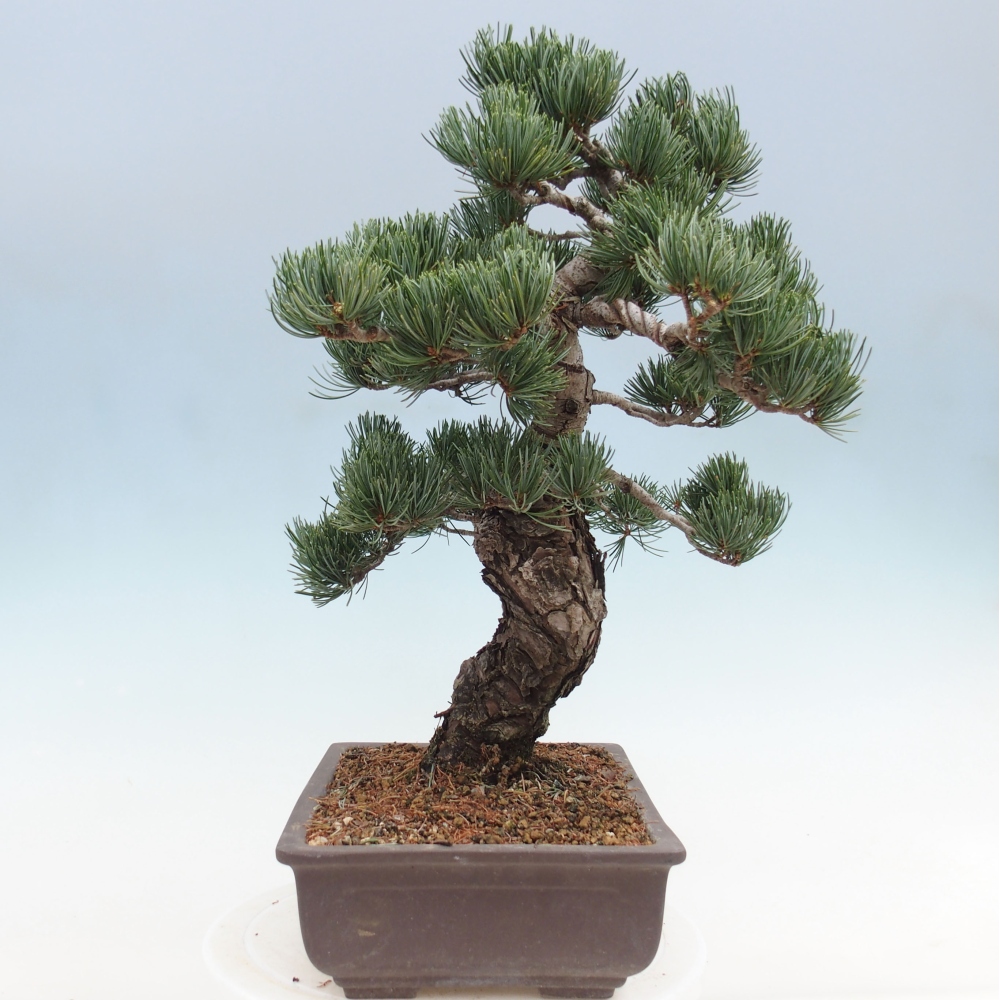 Outdoor bonsai - Pinus parviflora - Mała sosna