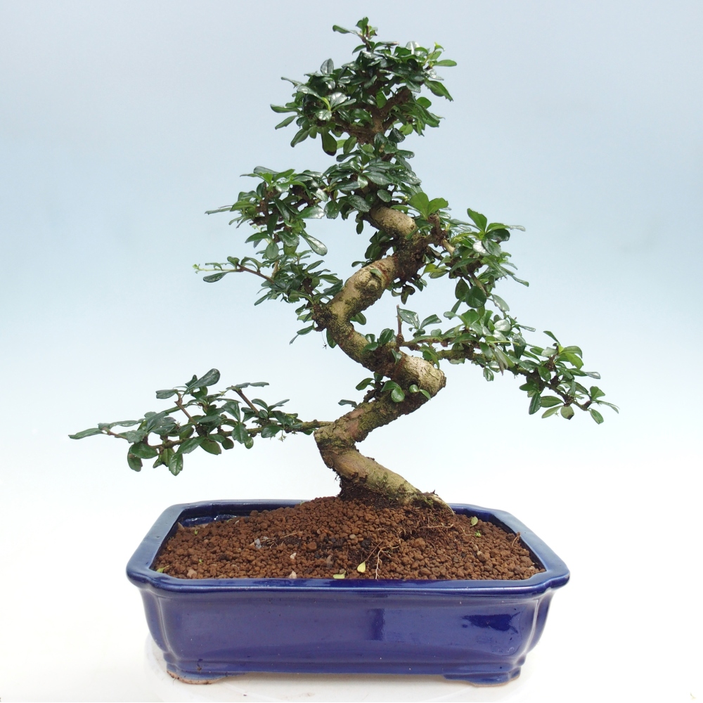 Bonsai pokojowe - Carmona macrophylla - Tea fuki