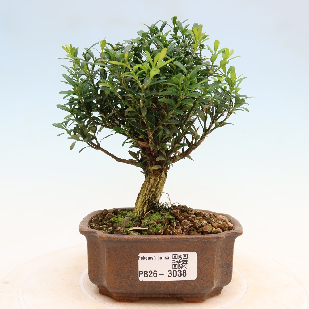 Pokój bonsai - Buxus harlandii - buxus korkowy