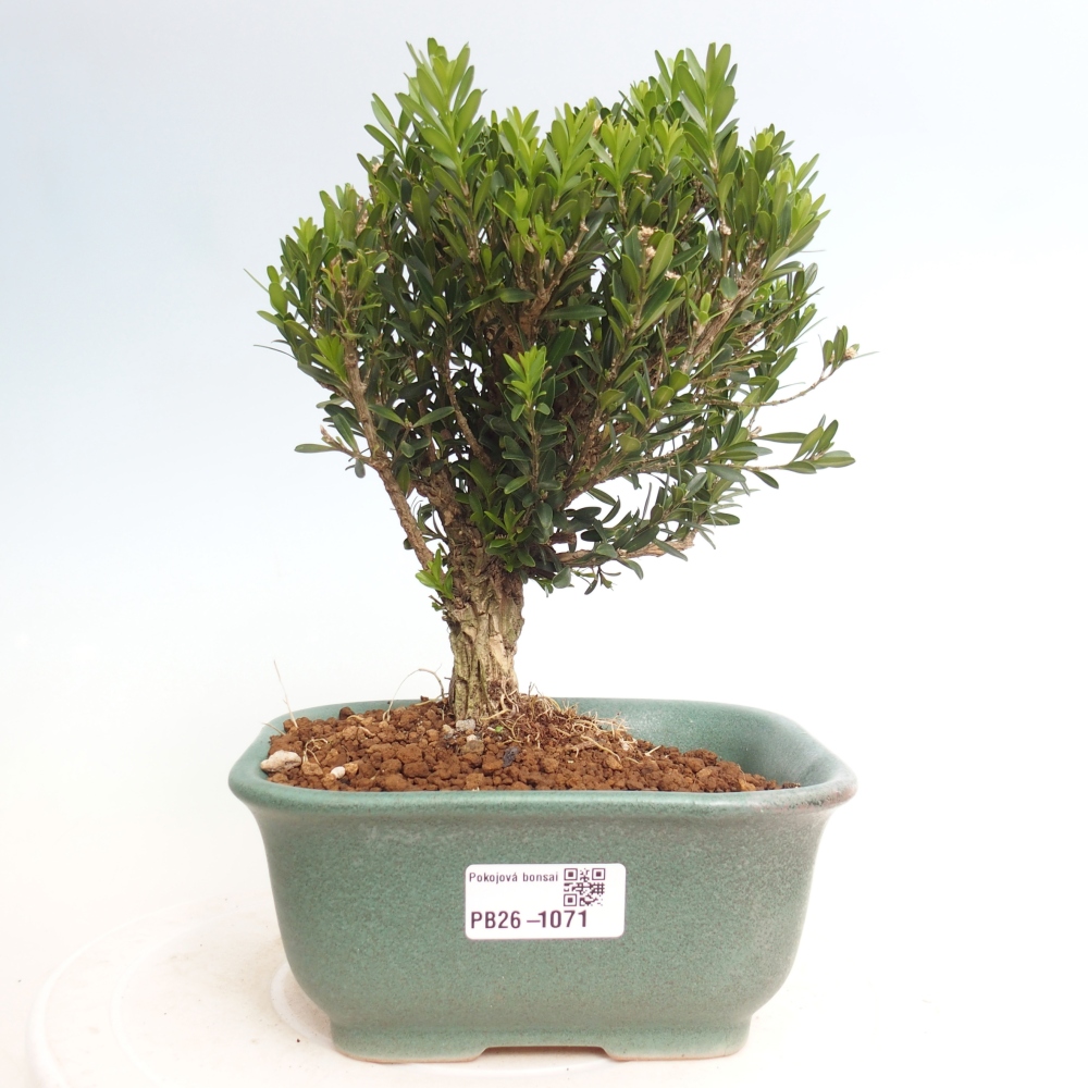 Pokój bonsai - Buxus harlandii - buxus korkowy