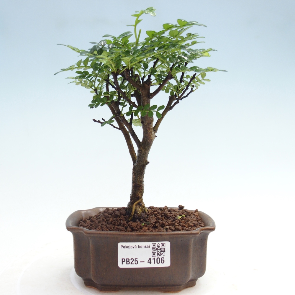 Pokój bonsai - Zantoxylum piperitum - Drzewo pieprzowe 