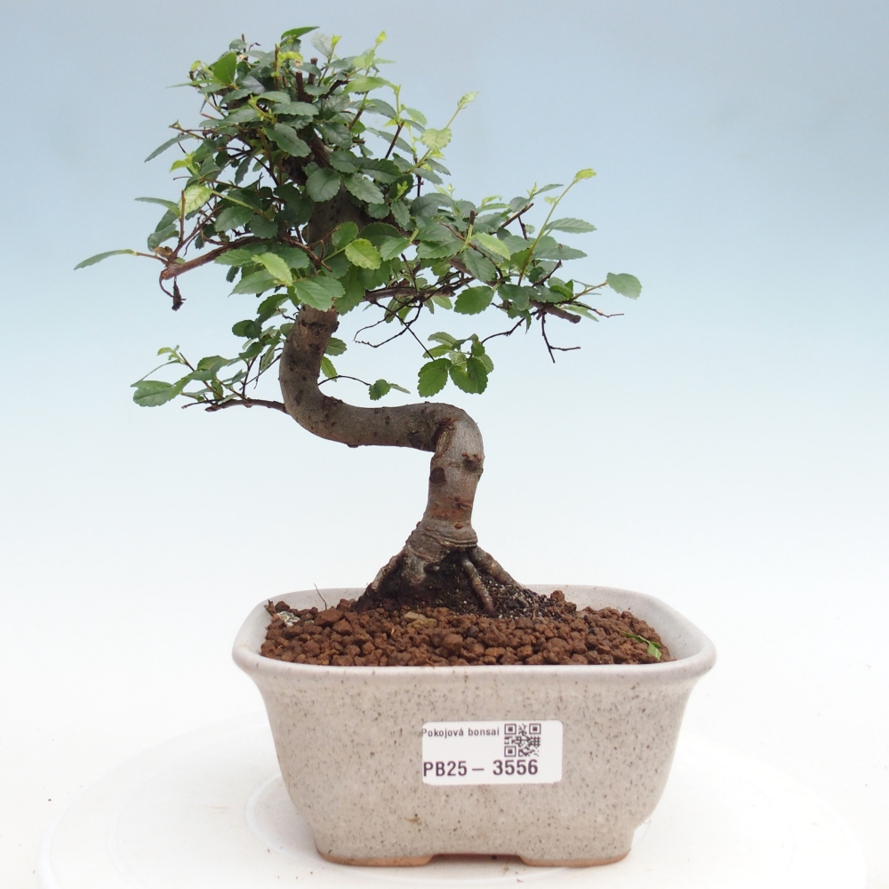 Pokój bonsai - Ulmus parvifolia - Wiąz drobnolistny