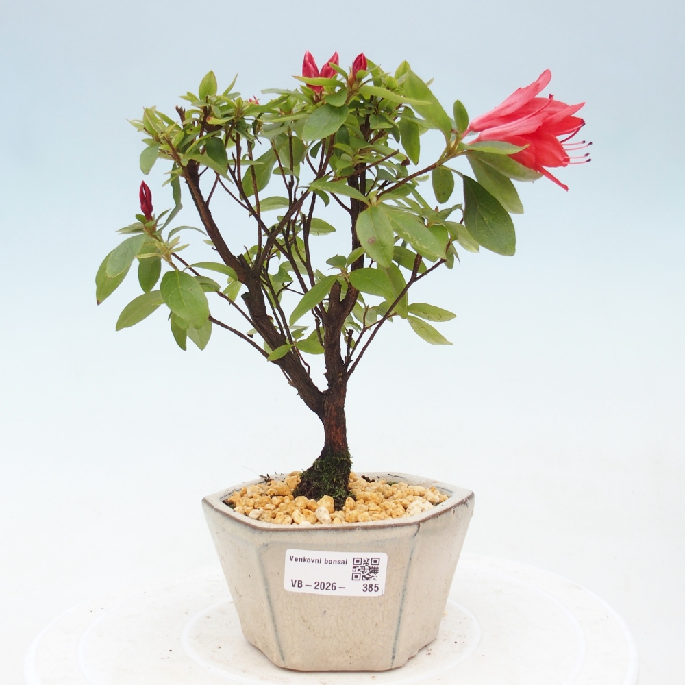 Outdoor bonsai - Azalia japońska - Azalea sp.