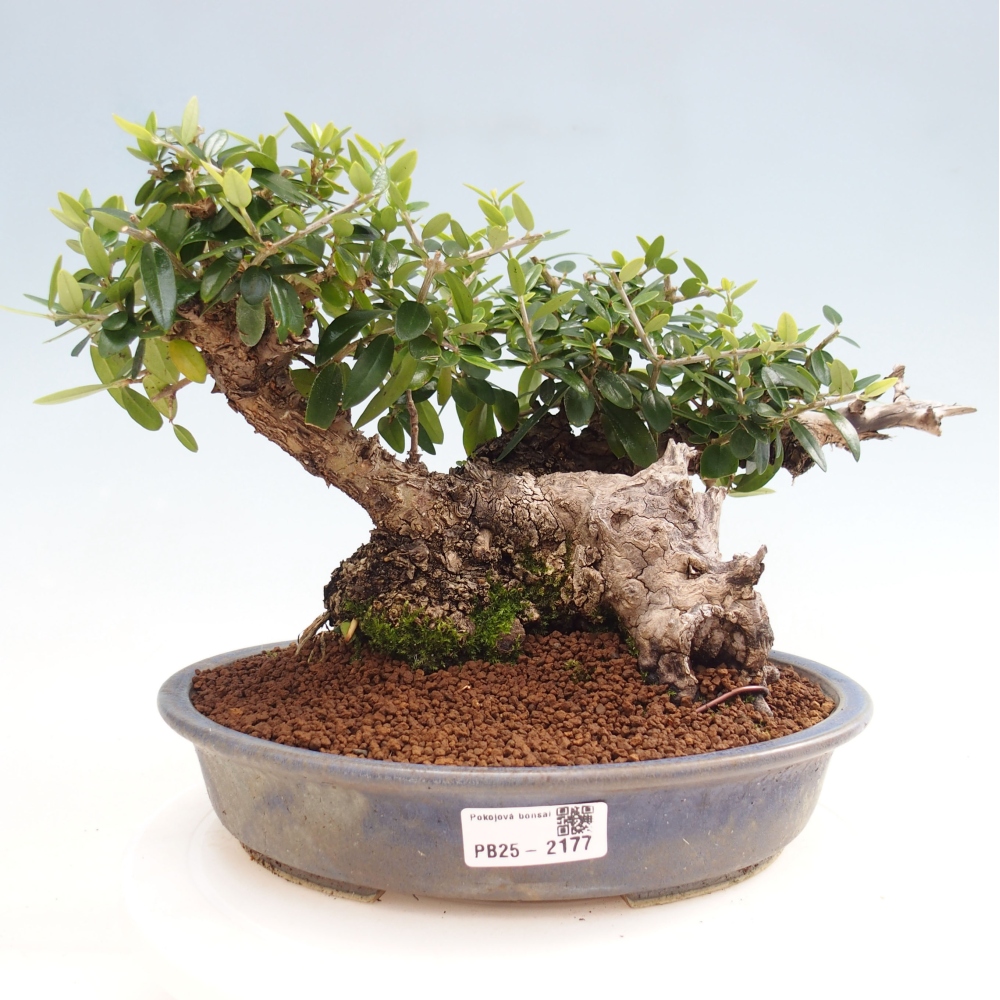 Kryte bonsai - Olea europaea sylvestris - Europejska oliwa z małych liści