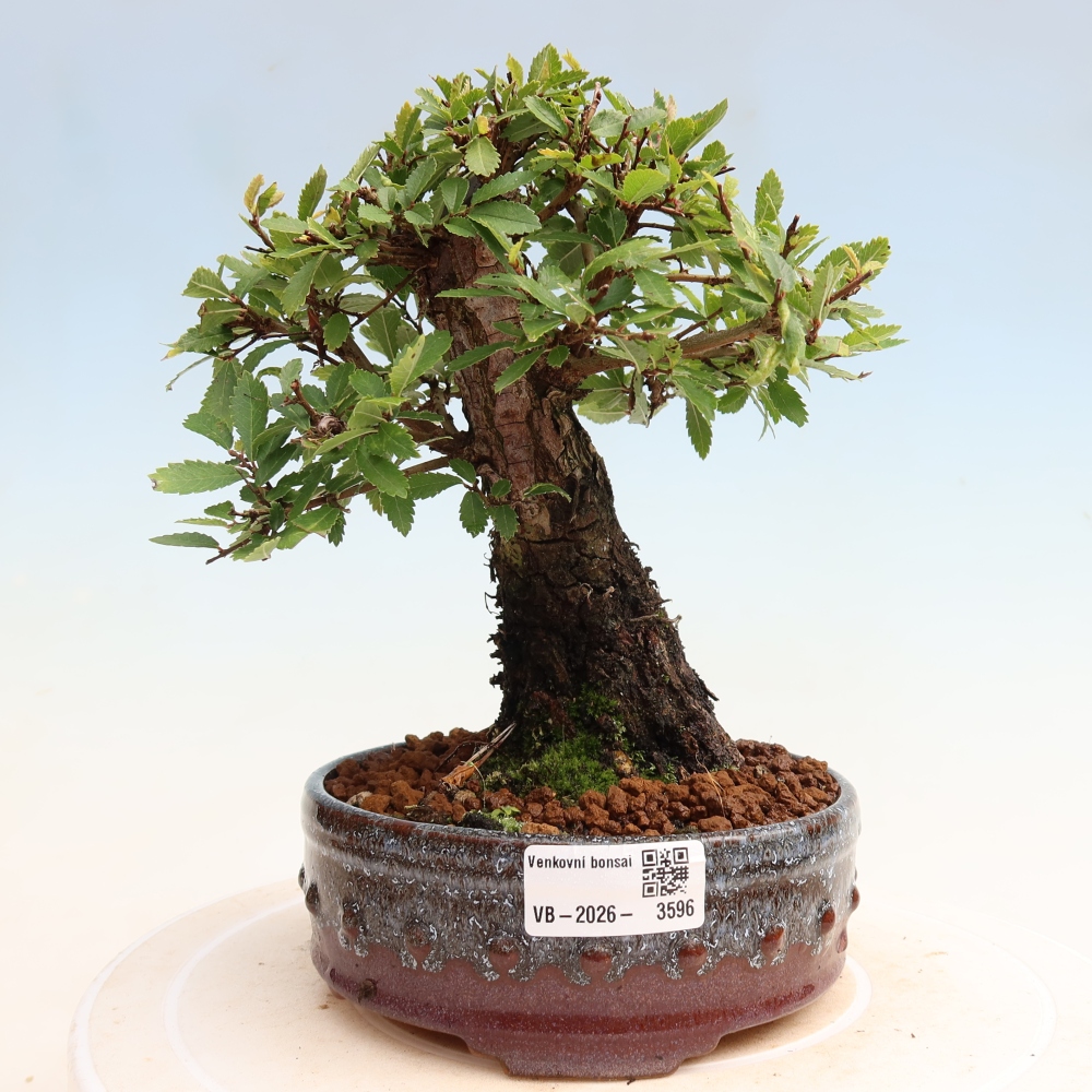 Bonsai zewnętrzne - Zelkova - Zelkova NIRE