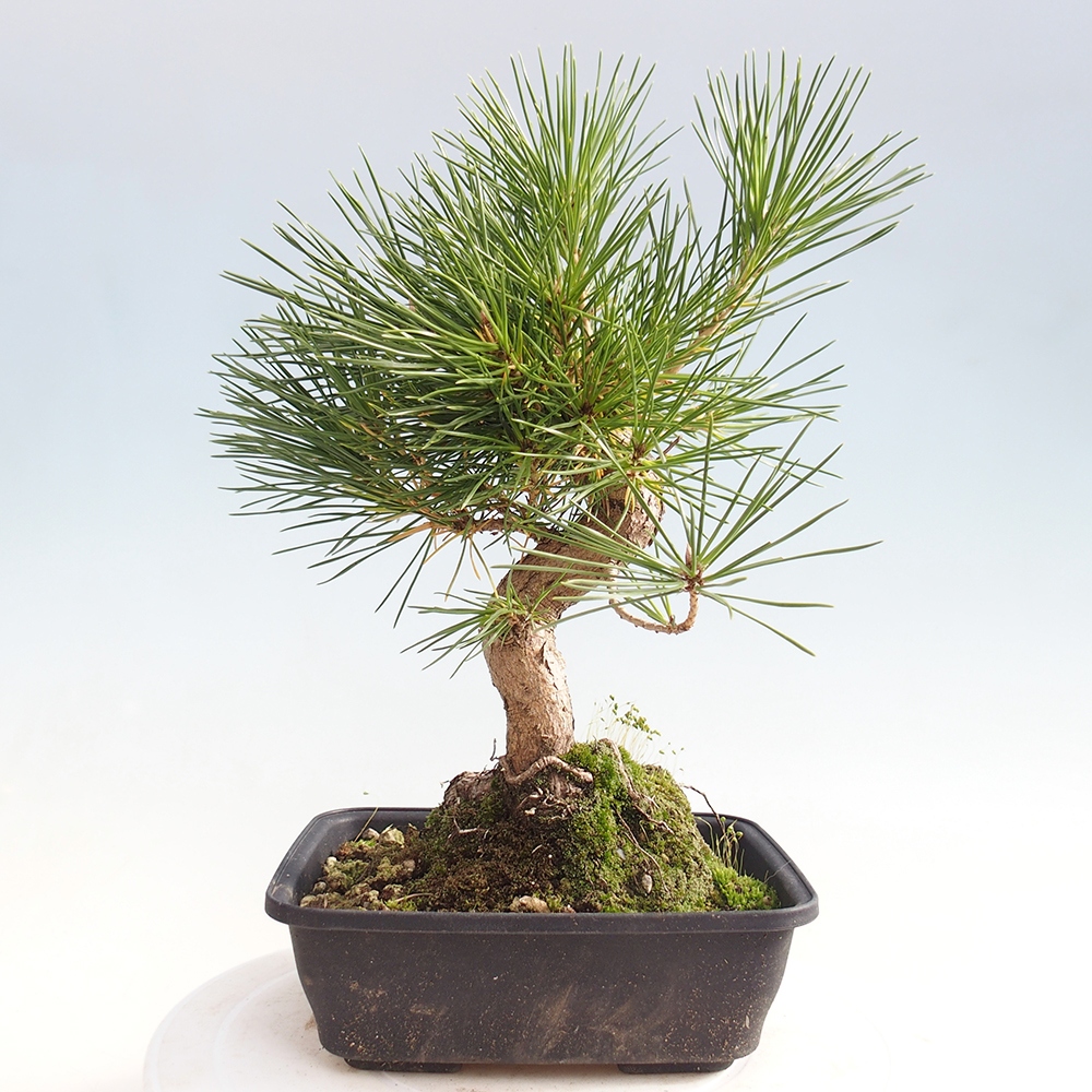 Outdoor bonsai - Pinus thunbergii - sosna Thunberga