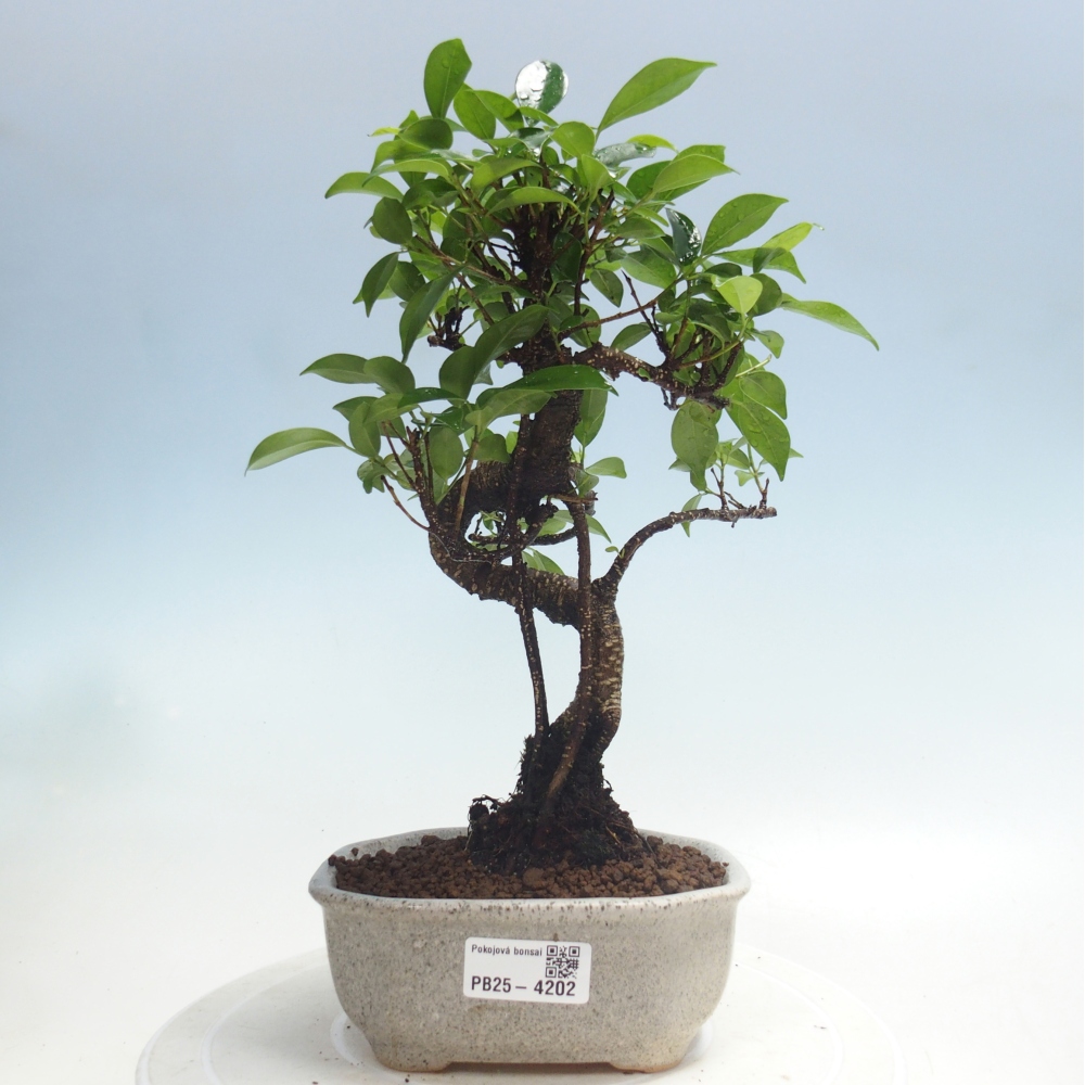 Pokój bonsai - Ficus retusa - figowiec drobnolistny