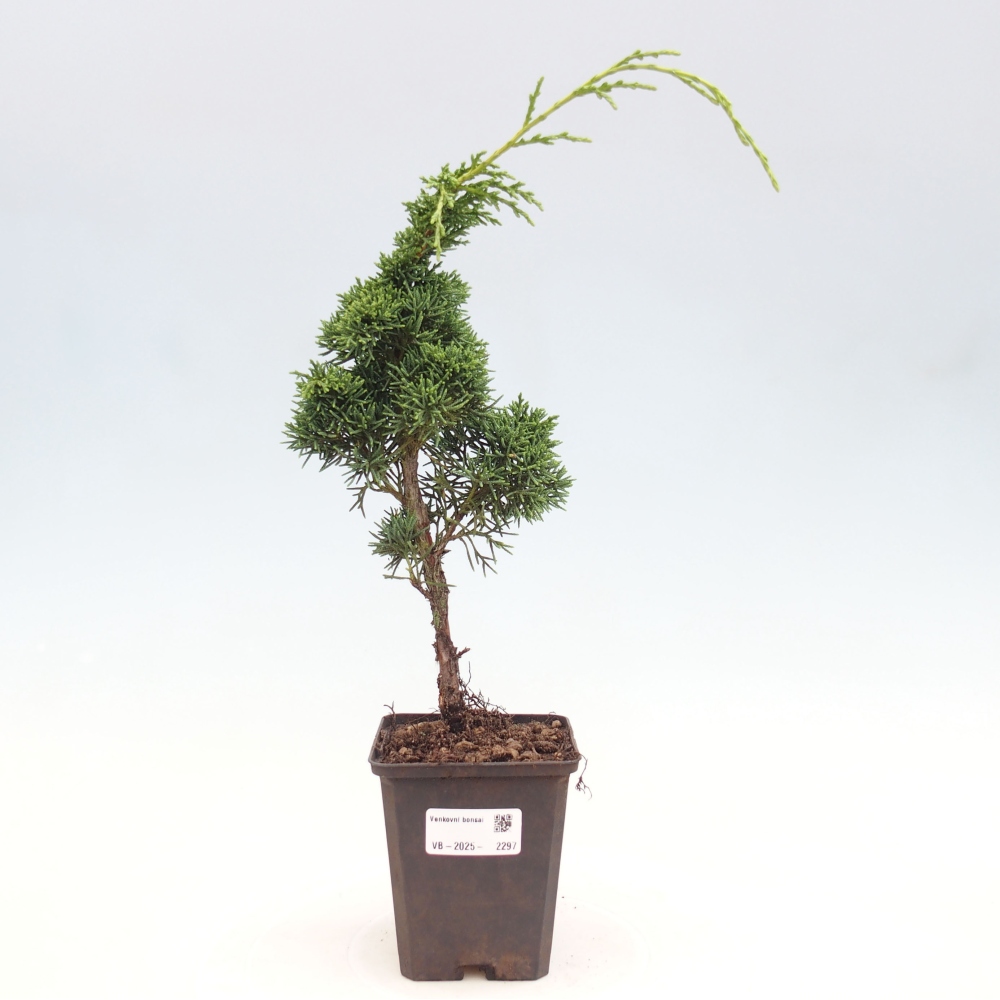 Outdoor bonsai - Juniperus chinensis Kishu - chiński jałowiec
