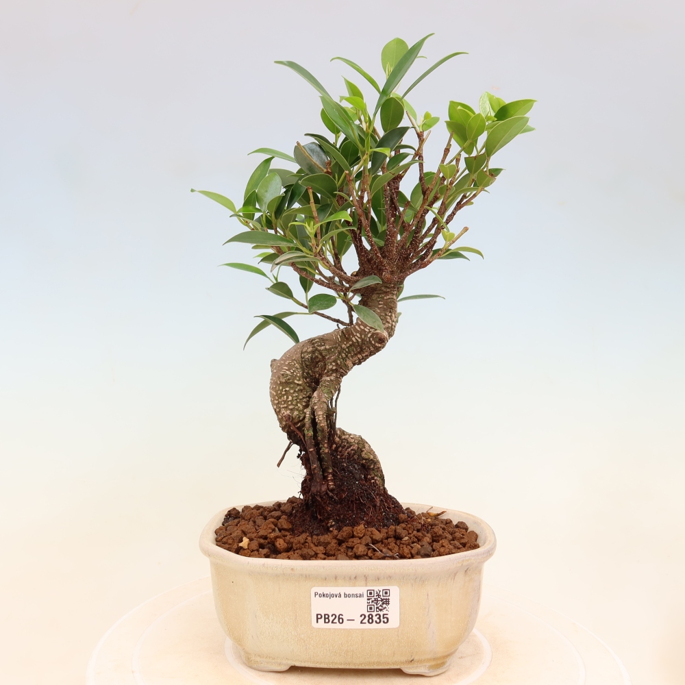 Pokój bonsai - Ficus kimmen - figowiec drobnolistny