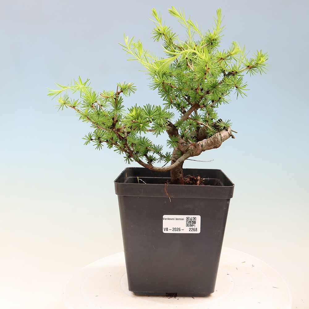 Bonsai zewnętrzne - Larix decidua - Modrzew