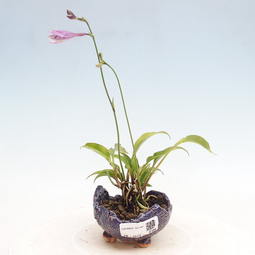 Outdoor bonsai - Mini Hosta - Bogini