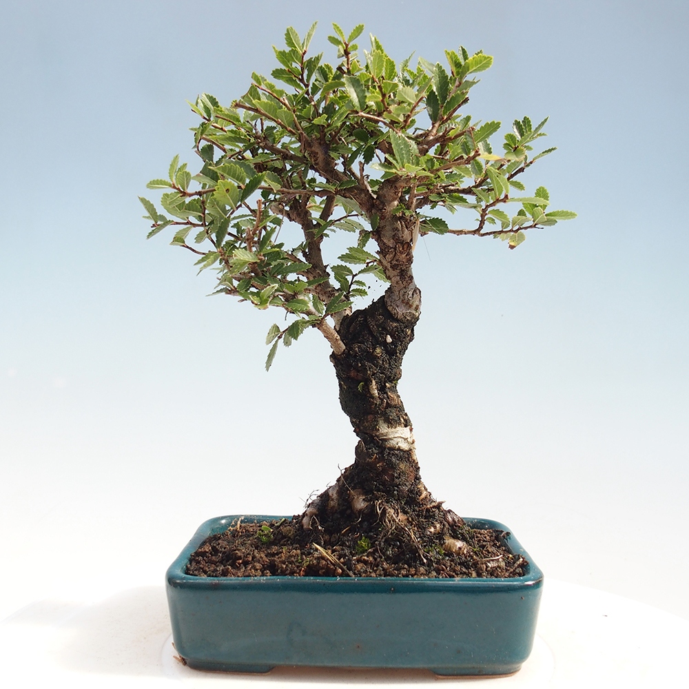 Outdoor bonsai - Zelkova - Zelkova NIRE