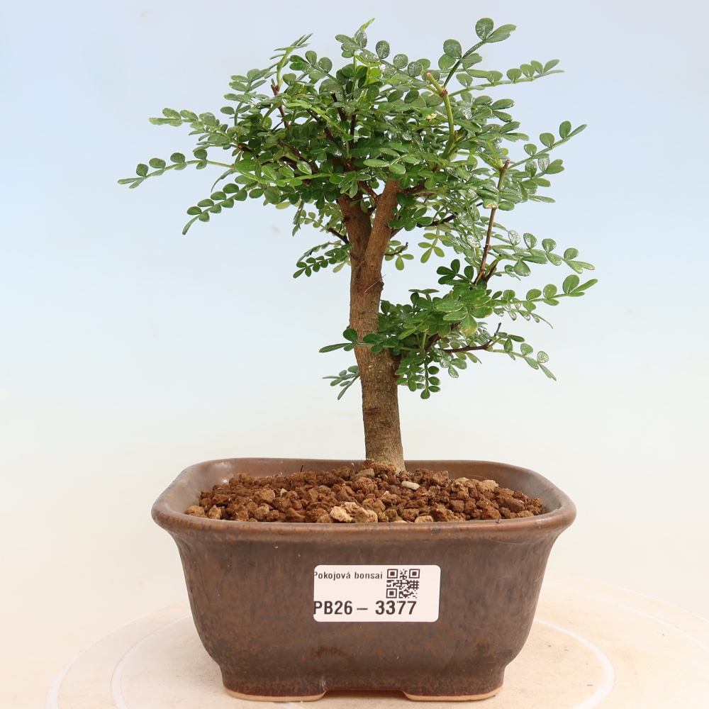Pokój bonsai - Zantoxylum piperitum - drzewo pieprzowe