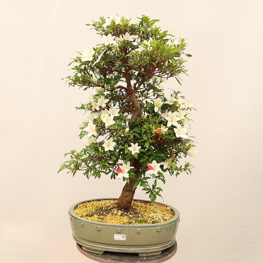 Bonsai zewnętrzne - Azalia japońska - Azalia CHIHIRO