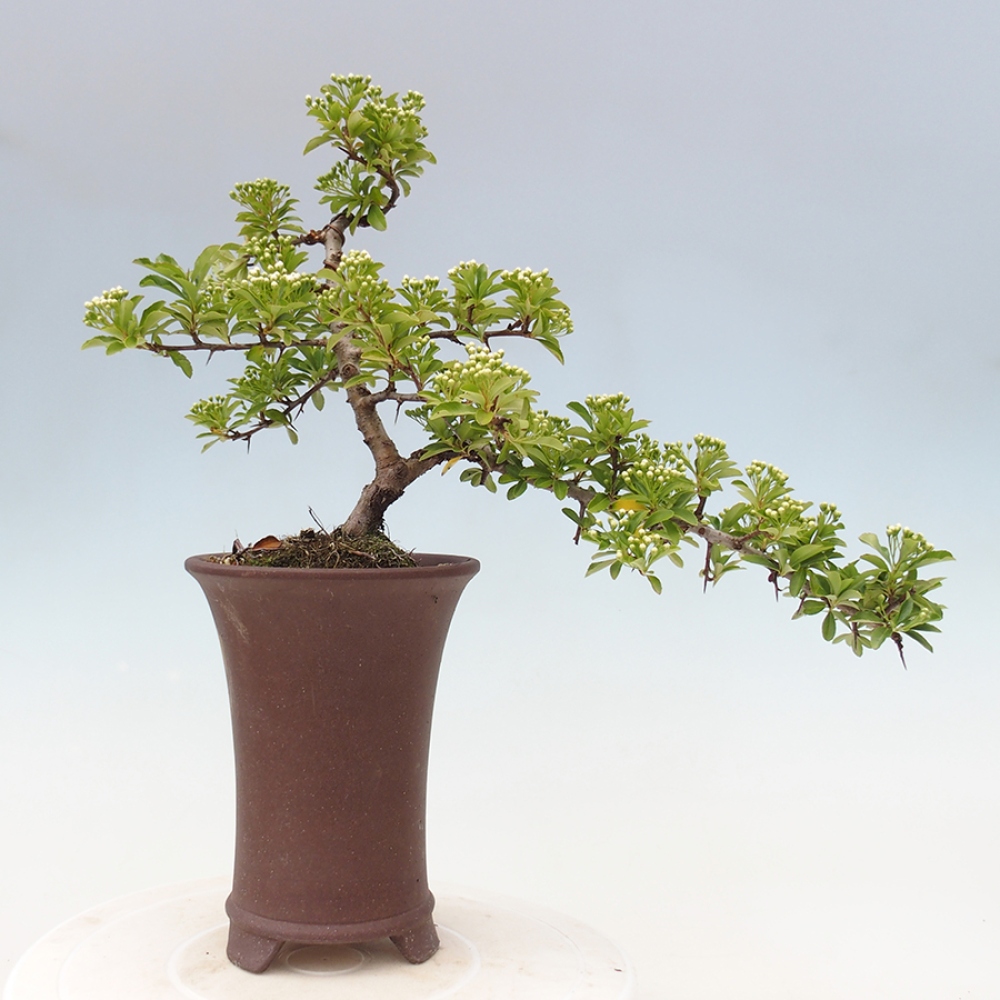 Outdoor Bonsai-Pyracanta Teton-Piekarnia