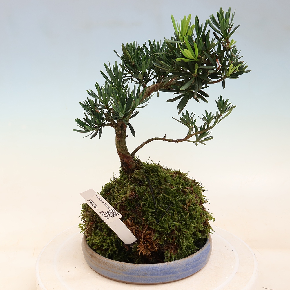 Kokedama z podstawką – Podocarpus – cis kamienny