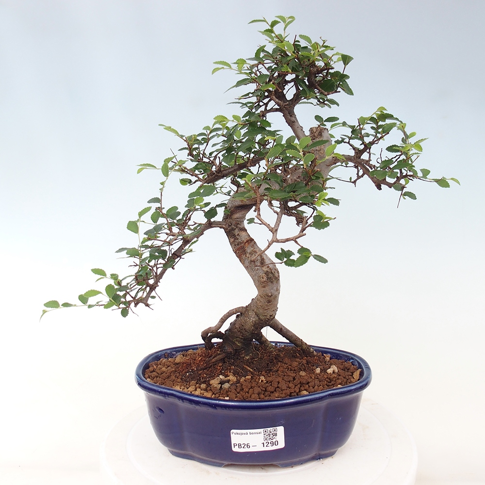 Pokój bonsai - Ulmus parvifolia - Wiąz drobnolistny