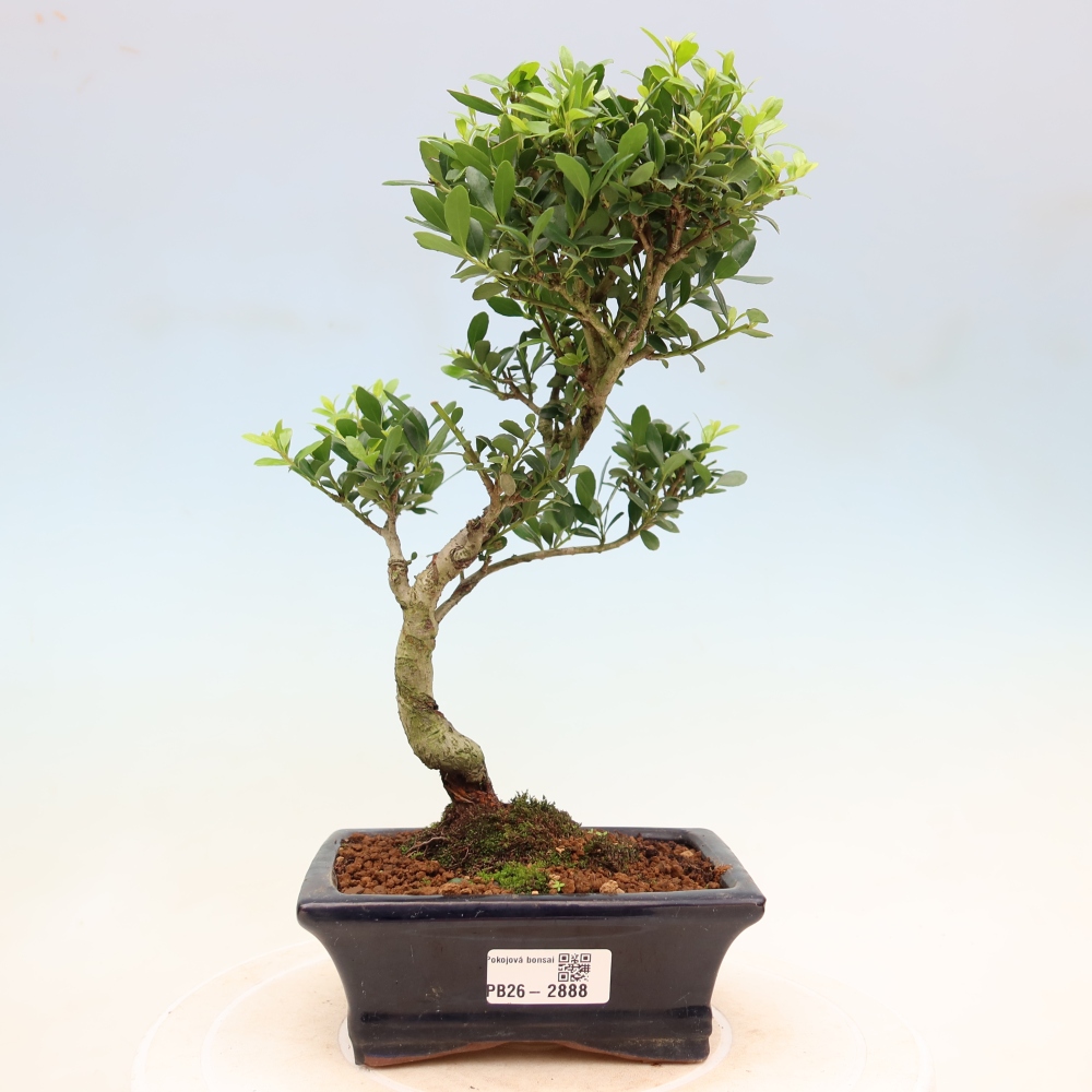 Pokój bonsai - Ilex crenata - Ostrokrzew