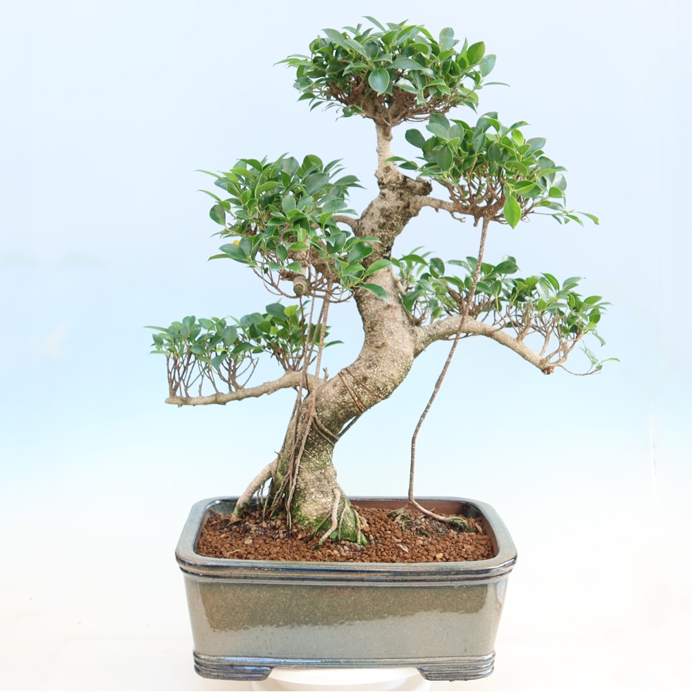 Pokój bonsai - Ficus kimmen - figowiec drobnolistny