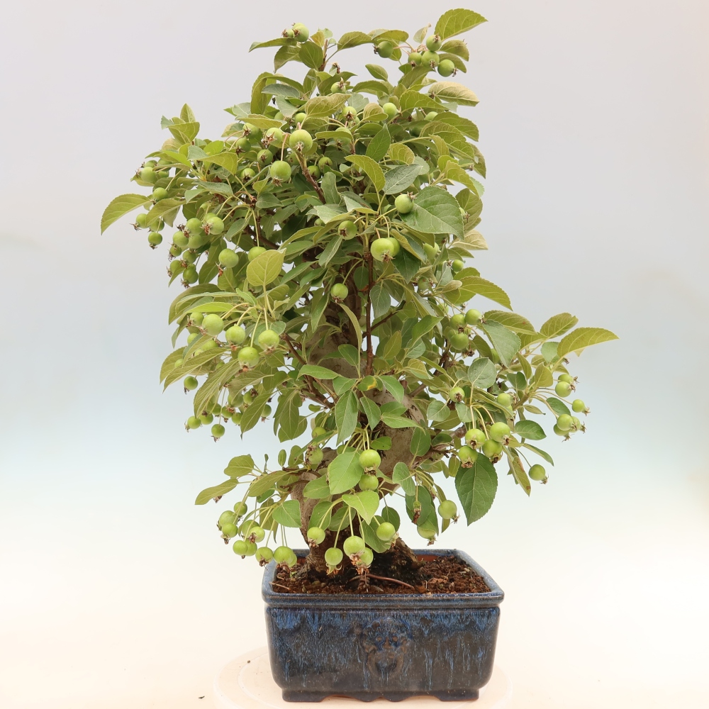 Outdoor bonsai - Malus halliana - Jabłoń drobnoowocowa